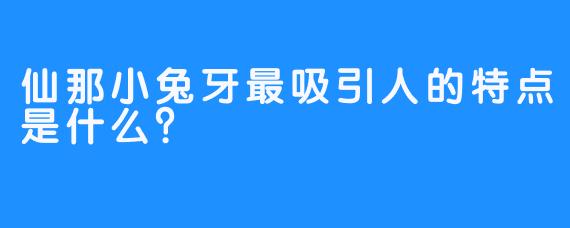仙那小兔牙最吸引人的特点是什么？